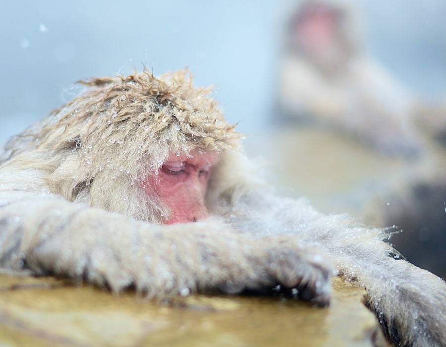 Japan Winter Family Adventure