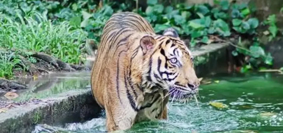 Primary image of Zoo Negara Admission Ticket (National Zoo of Malaysia) tour