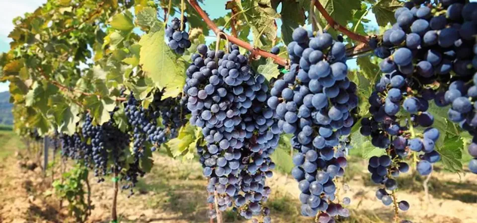 Primary image of Chianti Half-day Wine Tour in the Tuscan's Hills from Pisa tour