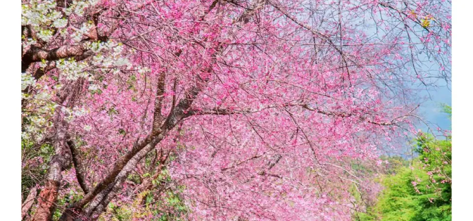 Primary image of Kawazu-zakura Joren Falls & Nanohana Tour from Tokyo with All-You-Can-Eat Strawberry Picking tour